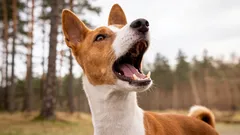 Esses cães quebraram o sistema: quais raças não sabem latir