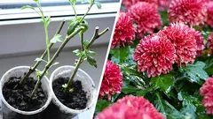 Como propagar crisântemos: estacas de flores na primavera