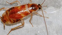 Os primeiros sinais de uma infestação de baratas e o que fazer a esse respeito