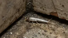 Ferrugem no banheiro? Veja como identificar a causa e controlar a situação