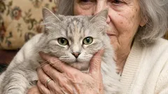 Acontece que pessoas com mais de 65 anos devem ter cuidado ao adotar gatos, e aqui está o motivo