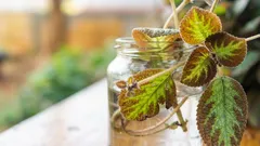 20 plantas de interior que são mais fáceis de colher do que comprar