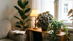 Plantas para os cantos mais escuros da sua casa