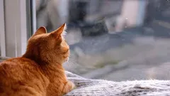 Como os gatos percebem que o dono vai chegar em casa em breve