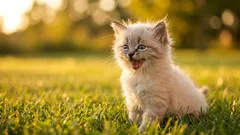 Por que quando o dono fala com a gata, ela frequentemente mia em resposta?