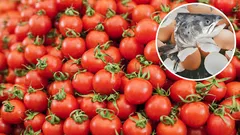 Por que vale a pena colocar cabeças de peixe e cascas de ovo sob as raízes dos tomates? 5 passos para o cultivo bem-sucedido de tomates.