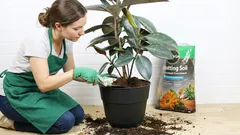 Plantas que precisam de uma troca anual obrigatória do solo. Não perca essa oportunidade nesta primavera!