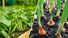 Por que isolar o feijão da cebola: um erro que fará com que ambos definhem