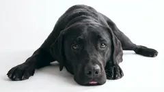 9 comportamentos que podem causar raiva e ressentimento no seu cão: O que não fazer se você quer o bem do seu cão